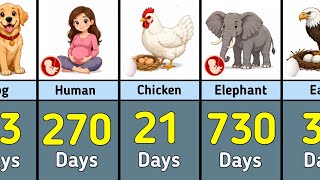 Pregnancy Period Comparison Animals, Birds & Humans | Shortest to Longest