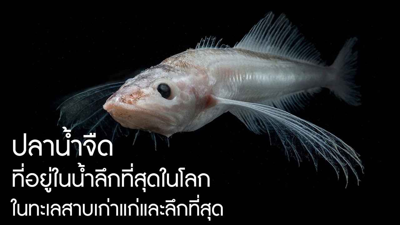 นี่คือ 'ปลาน้ำจืด' ที่อยู่ในน้ำลึกที่สุด พบในทะเลสาบเก่าแก่และลึกที่สุดในโลกเท่านั้น