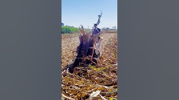 advanced machines for effective harvesting processes #shorts