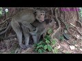 Monkey finding love but she don't love