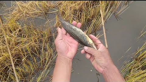 Xiệt Cá Đồng Cắt Rồi Dính Cá Rô Cá Trê To Khủng Không@