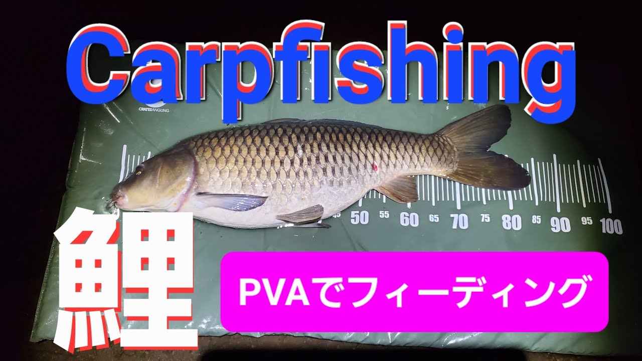 Carp fishing 鯉釣り 私のPVAの使い方 カープフィッシング - YouTube