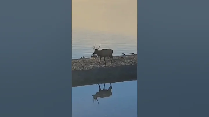 The beauty of Yellowstone. #brushbuck #sunrise #tour #yellowstone #elk #wildlife