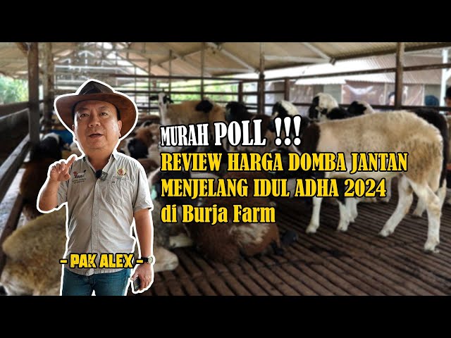 MURAH POL! REVIEW HARGA DOMBA JANTAN MENJELANG IDUL ADHA 2024 DI BURJA FARM! class=