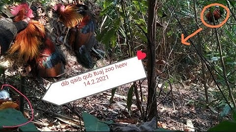 Hunting yos hav zoov dib qaib qus tuaj zoo heev