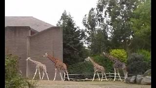 In Belfast Zoo. Жирафы в зоопарке Белфаста.