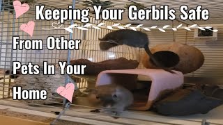 Gerbil Basics - How To Keep Your Gerbils Safe