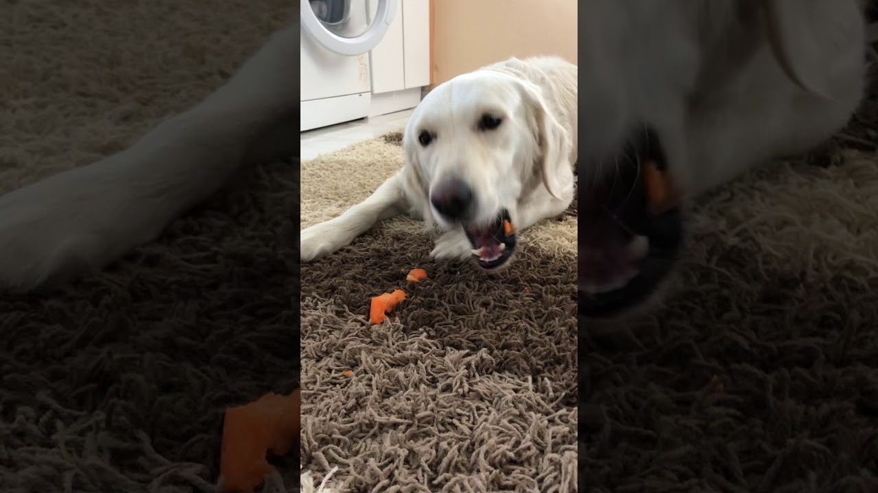 Golden Retriever YouTube