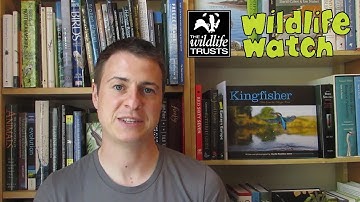 Wildlife Wednesday: How to identify birds from their songs!