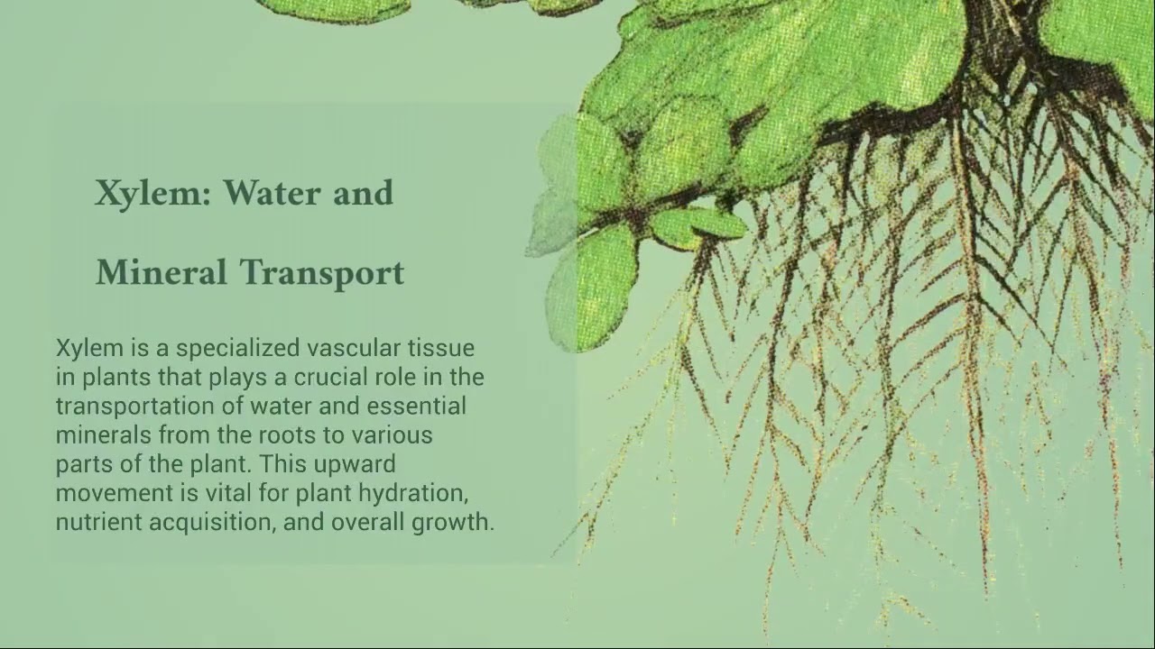 TEKS B.11 & TEKS B.12 understanding plant systems and energy flow