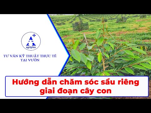 Hướng dẫn chăm sóc sâu riêng giai đoạn cây con (trồng chuyên canh và xen canh)