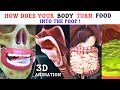 Food journey inside our body   the digestive system animation