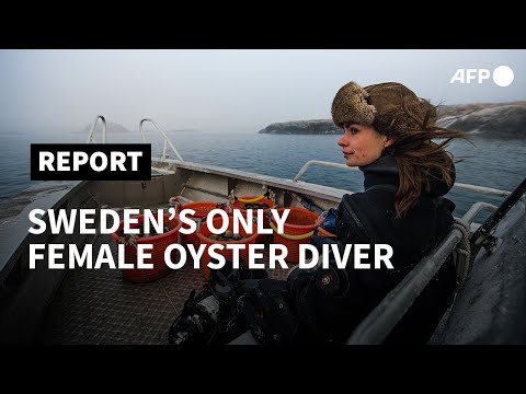 Sweden&rsquo;s only female oyster diver finds calm at sea | AFP