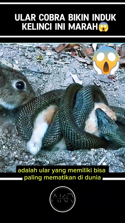 ULAR COBRA BIKIN INDUK KELINCI INI MARAH⁉️😱#shorts