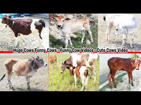 huge-cows-funny-cows-funny-cow-videos-cute-cows-video