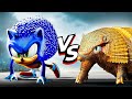 Porcospino VS Armadillo: chi vincerà la gara di 3 minuti?