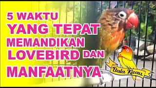 Waktu Yang Tepat Memandikan Lovebird Dan Manfaatnya