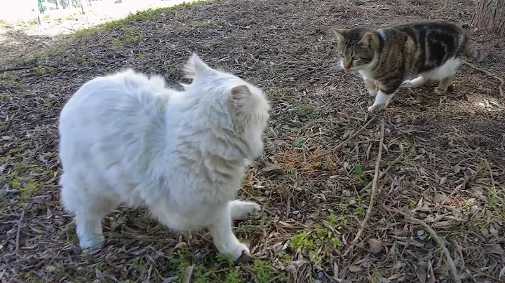 Watch the video about Tabby Cat Did Not Want To Share Food With White Cat