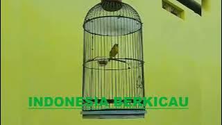 PLECI NEMBAK AK47 BIKIN PLECI LAIN CEPAT RESPON DAN IKUT BUNYI !!