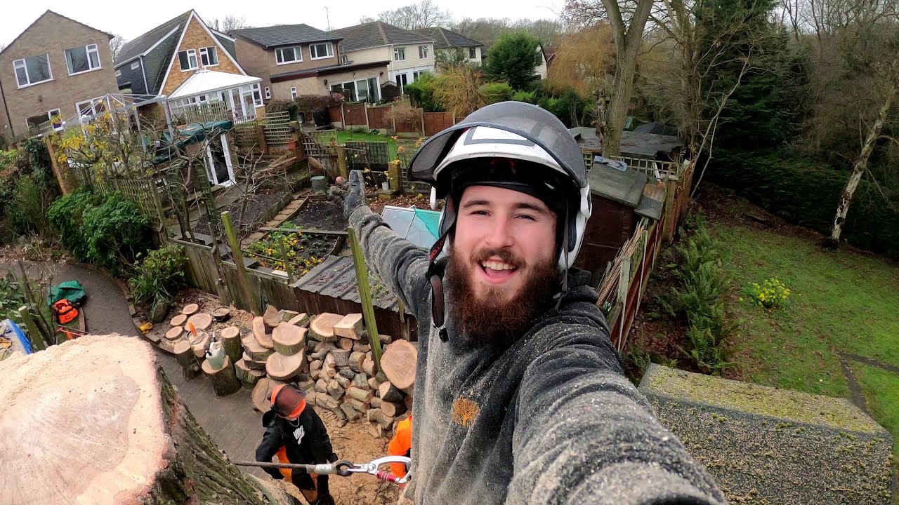 How to remove an oak tree the professional way - YouTube
