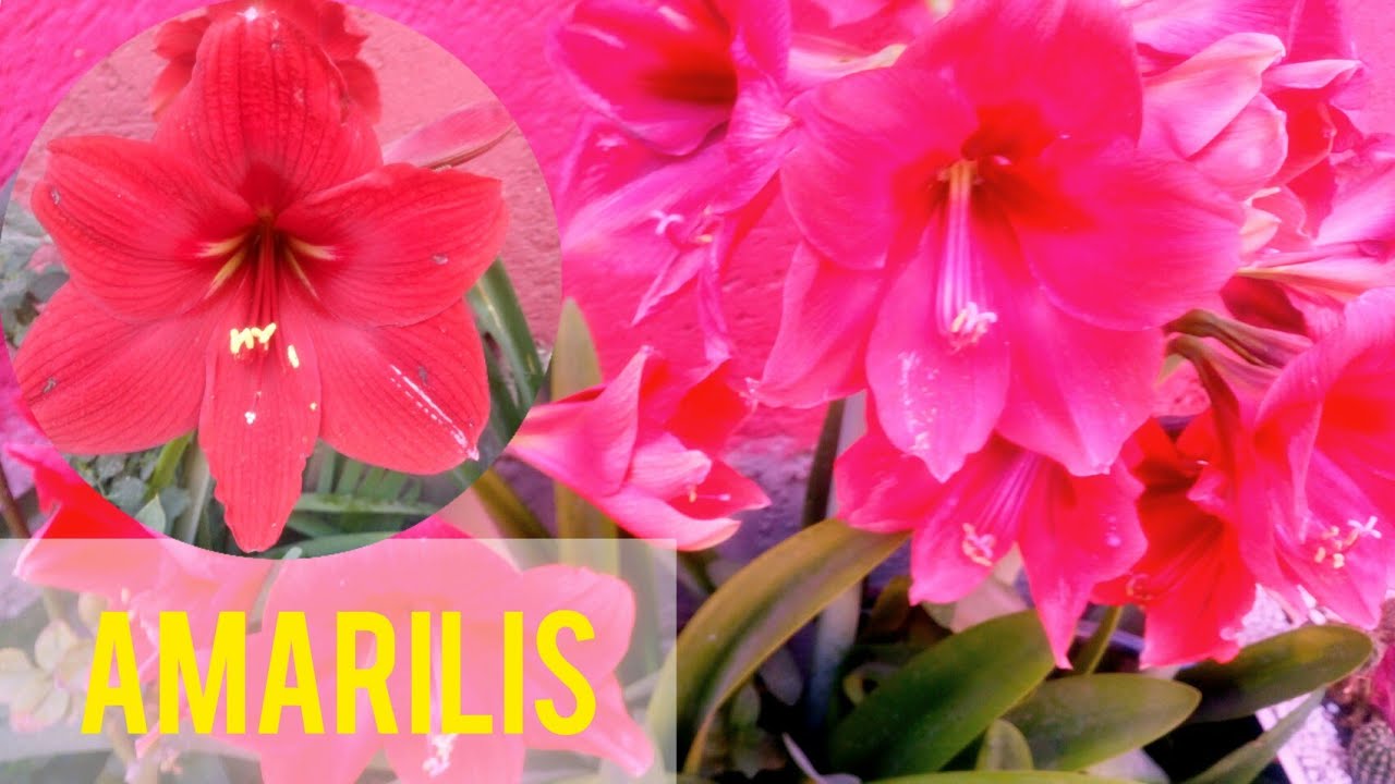 cuidados de la planta bulbosa amarilis o azucenas #amaryllis  #plantasbulbosas #jardin #bulbos - YouTube