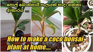 How to make  coco bonsai at home - initial stage. -  පොල් බොන්සායී පැලයක් සාදා ගන්නා ආකාරය.