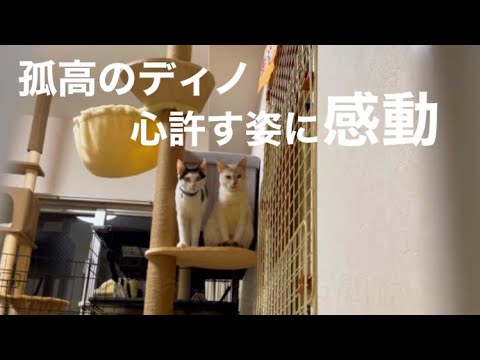 [沖縄保護猫]#32 ぼろぼろガリガリだった元野良猫、孤高のディノに心許せる仲間ができた。←期間限定だけど。のり、ありがとう。