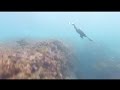 Black Cormorant bird diving for fish in Sydney, Australia