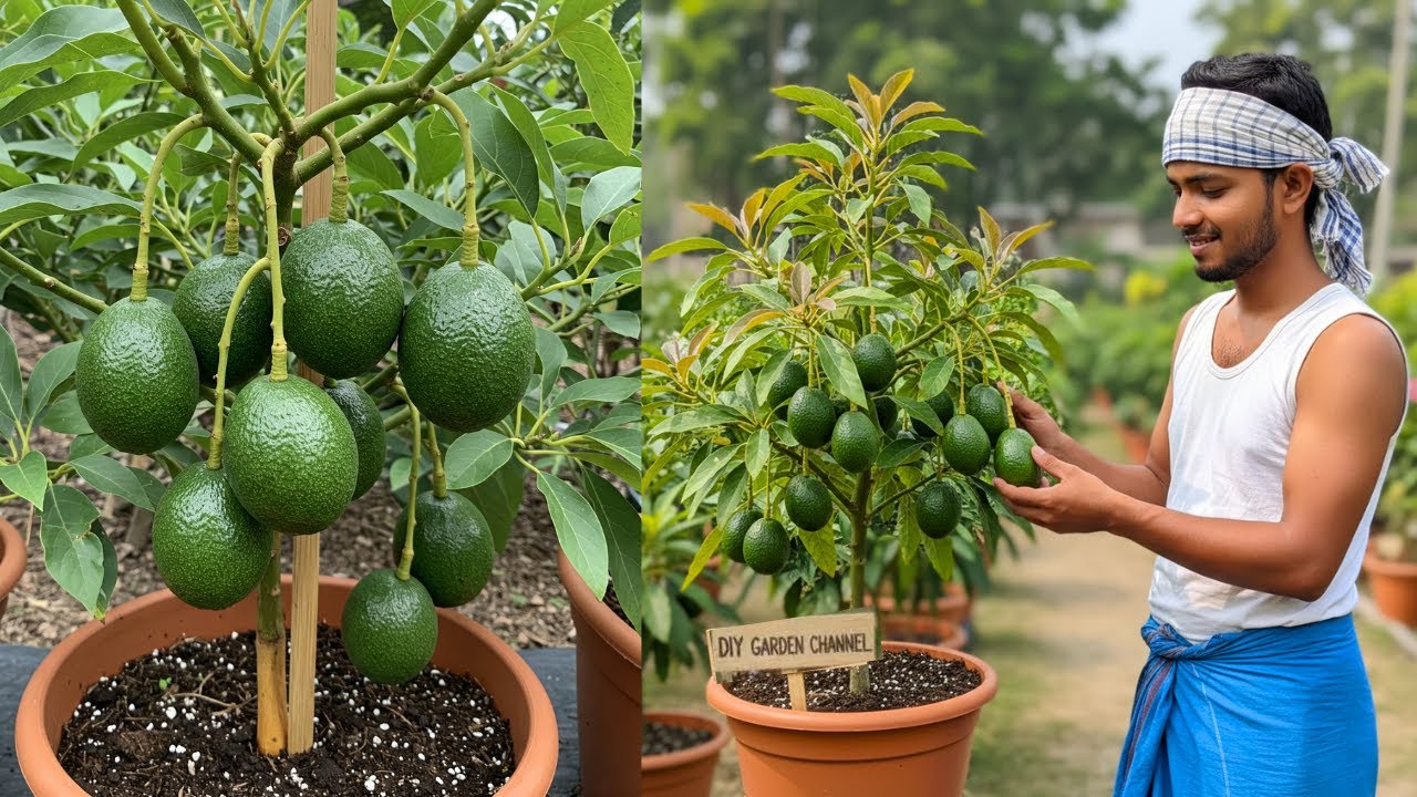 🔴 LIVE  🌱 Avocado Propagation Method Anyone Can Do | Fast & Easy /Reality Test 
