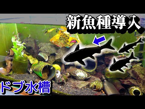 Changes two weeks after introducing a large number of shrimp into