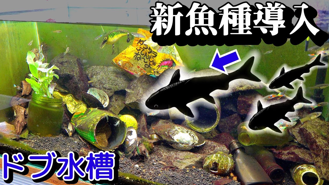 汚れたドブ水槽にエビ大量導入から２週間後の変化【ドブ川水槽21】新魚種導入！