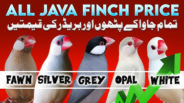 All java price 2025 | java finch price in pakistan | Silver white fawn grey albino Jawa price update