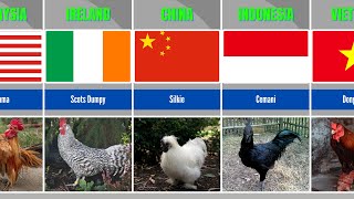 Different Country Breeds of Chickens