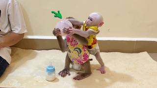 Pavpav Is Greedy Baby Monkey, He Leave Small Bottle & Try To Get Big Bottle Wealth