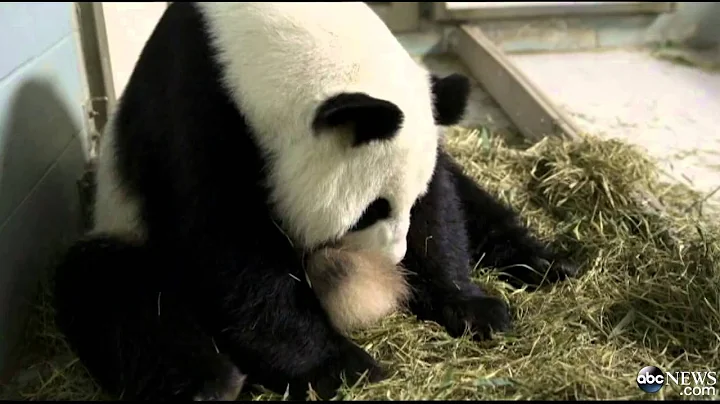 Twin Pandas Video 2013: Surprise! Twin Pandas Born in Zoo Atlanta, First in 26 Years - DayDayNews