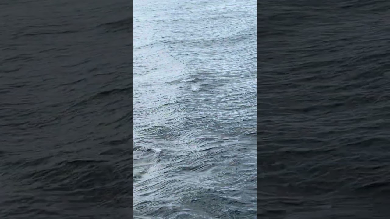This truly was amazing getting to see dolphins in their natural habitat, where they belong! It was
