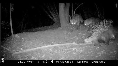 Porcupine Power! Watch Hyenas Hesitate Around This Spiky Customer