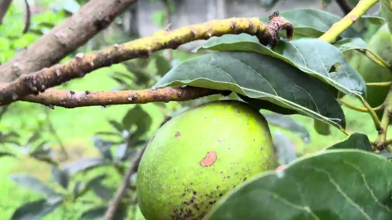 Jenis jenis alpukat indononesia