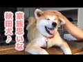 家族が風邪で寝込んだ時、秋田犬がとった“ある行動”が優しすぎた…