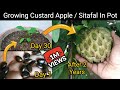 How To Grow Custard Apple / Sitafal / Sharifa In Pot From Seed. With 2 Year's Updates And Care Tips