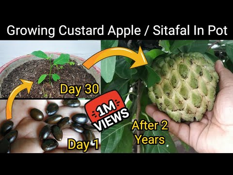 Wideo: 7 Niesamowitych Zalet Custard Apple Seeds