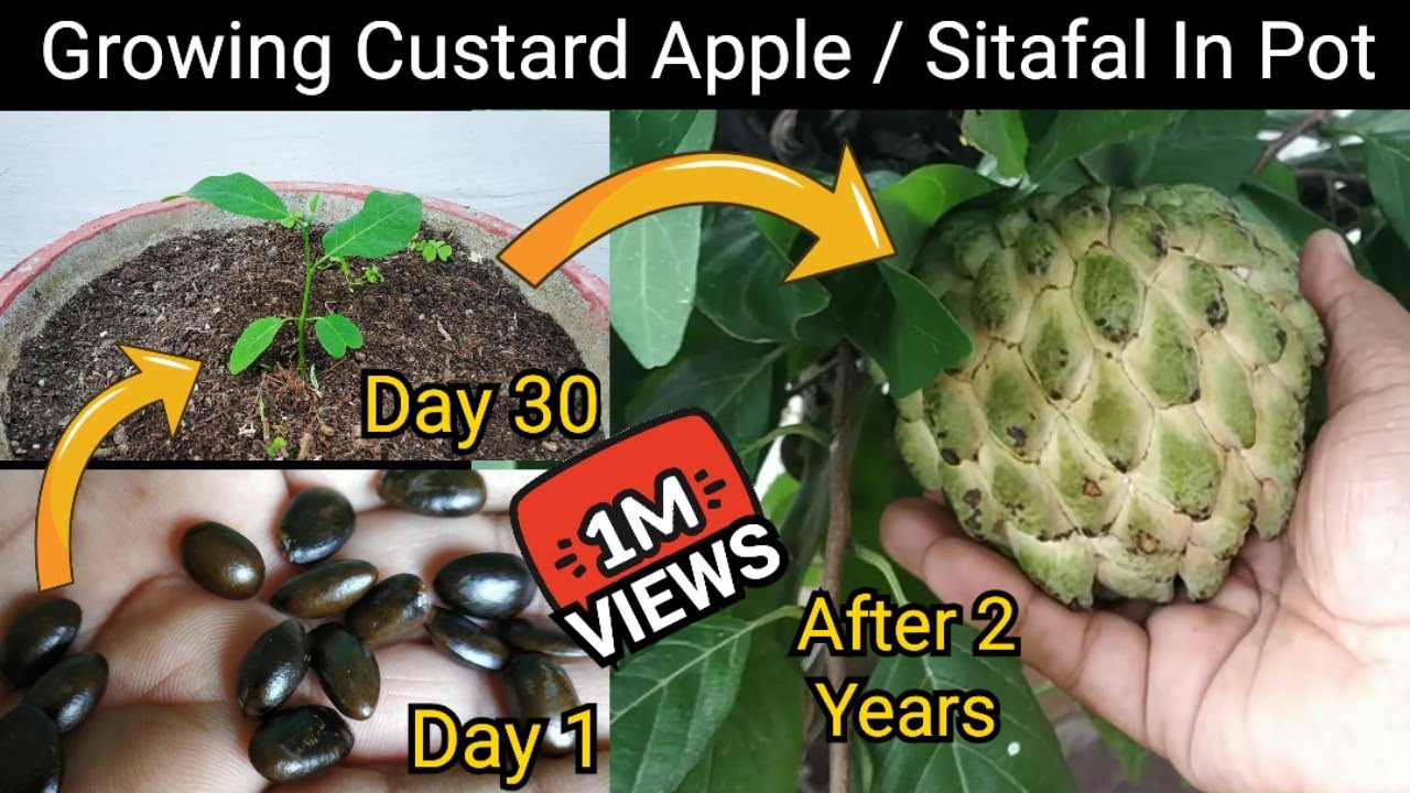 How To Grow Custard Apple / Sitafal / Sharifa In Pot From Seed. With 2  Year's Updates And Care Tips - YouTube
