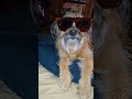 #dog #daxandbaileyshow #adogspurpose #godisreal #therapy #recovery #dogshorts #shorts #short #dogs