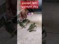 مين بيخاف من الكابوريا
