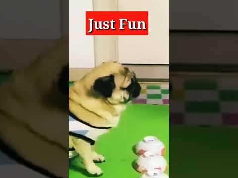 Puppy | Hot Hug🤗| Most Romantic💏 | Fight😳 | Funny Video | Just Fun #shorts