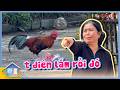Mâu thuẫn từ trước đó của "Cô Long" Bích Phượng và gà tinh móng đỏ