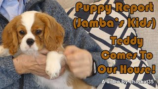 Puppy Report (Jambas Kids) - Teddy Comes To Our House!