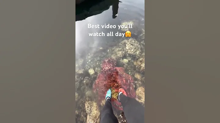 Octopus cuddles #shorts #trending #viralvideo #foryou