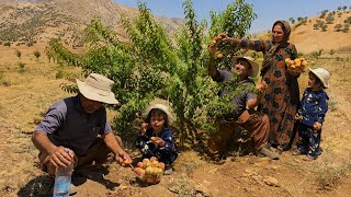 Day We Waited for All Year Finally Came — Harvesting Fresh Peaches From Our Mountain Garden