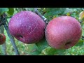 nieuw appel ras??? mijn beste appels.